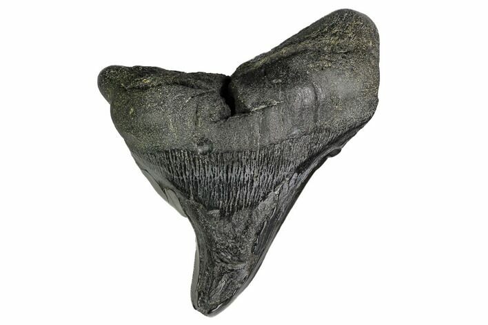 Fossil Megalodon Tooth - Pathological Tooth #168963